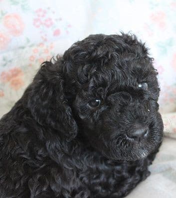 Champion Pedigree Barbet Puppies media 7