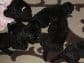Champion Pedigree Barbet Puppies media 8