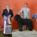 Champion Pedigree Barbet Puppies media 10