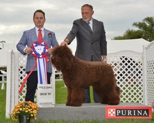 Champion Pedigree Barbet Puppies media 11