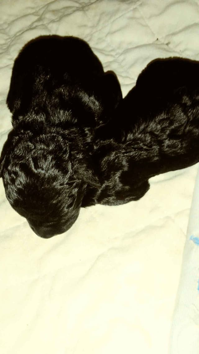 Champion Pedigree Barbet Puppies media 12