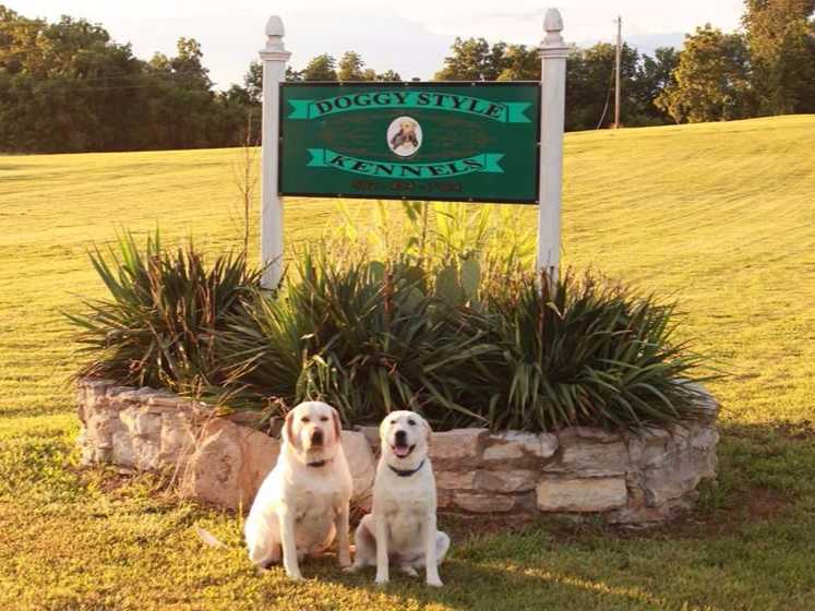 Labrador Retriever Puppies breeder image 3
