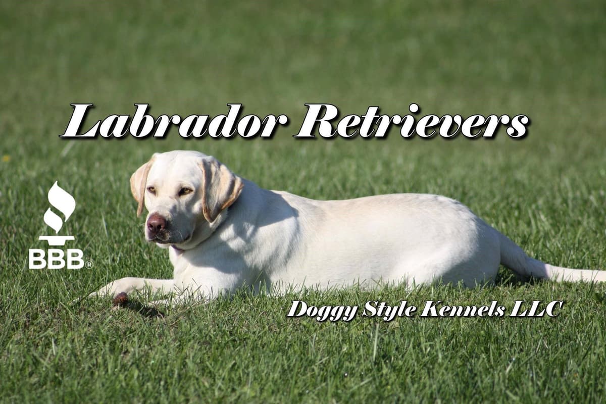 Labrador Retriever Puppies breeder image 2