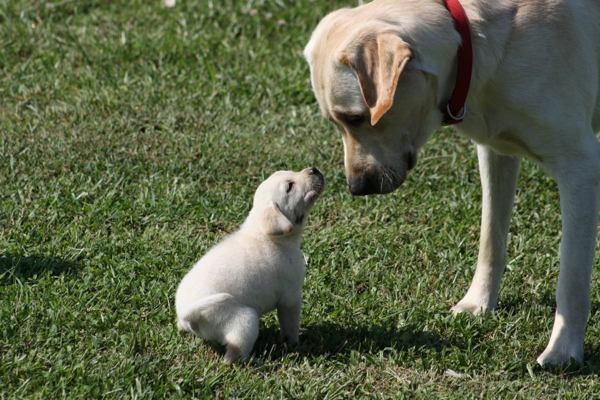 Labrador Retriever Puppies breeder image 5