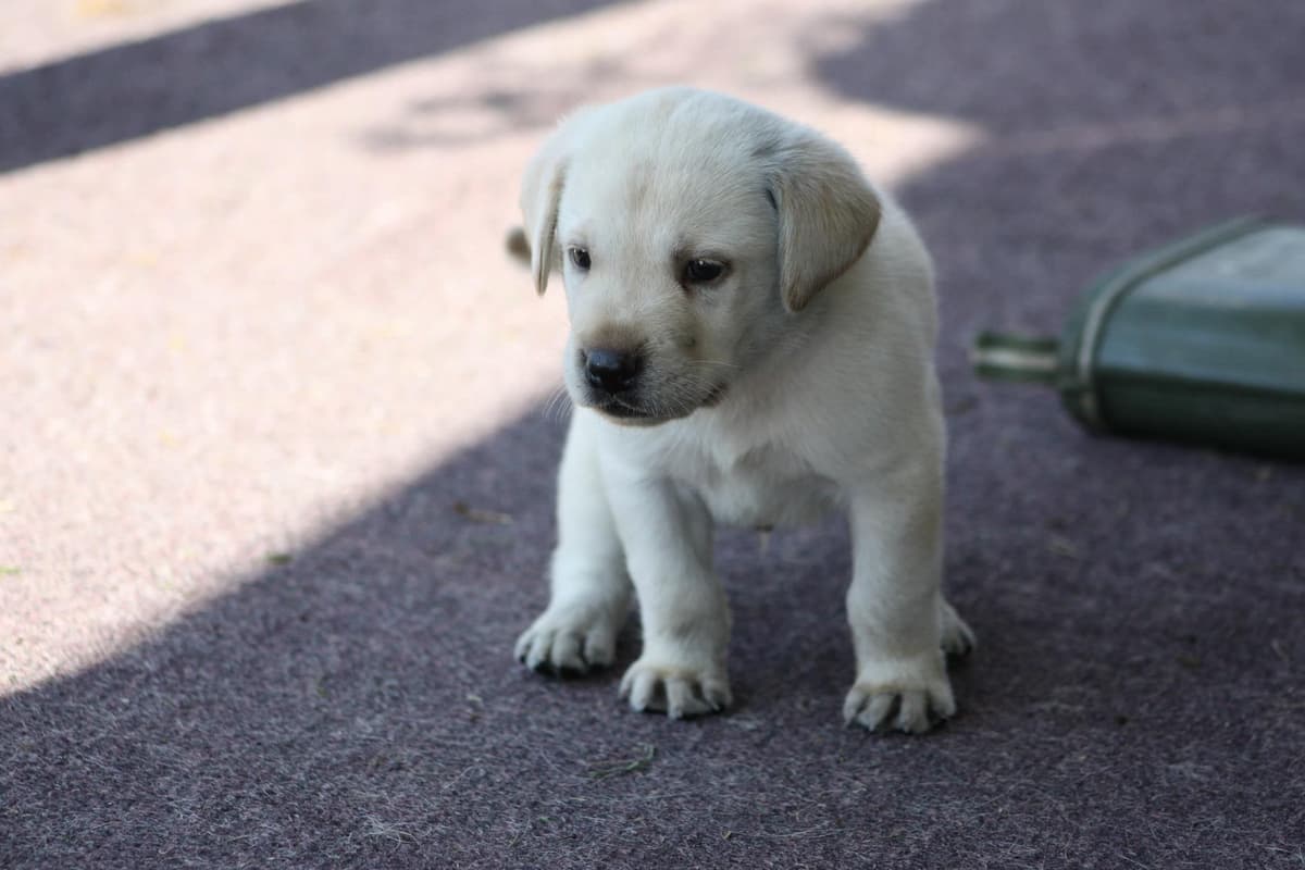 Labrador Retriever Puppies breeder image 7