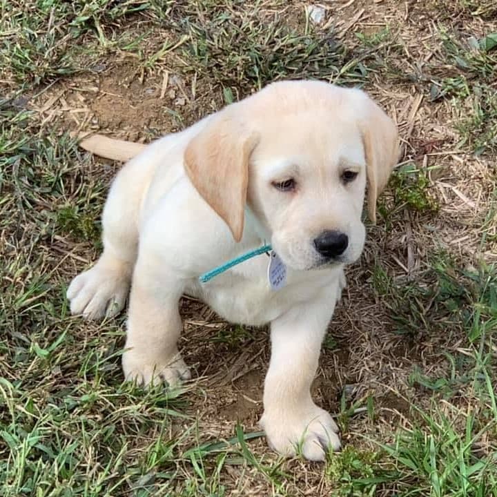 Labrador Retriever Puppies breeder image 8