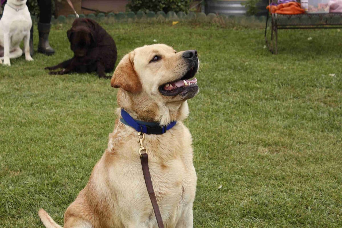 Labrador Retriever Puppies breeder image 9