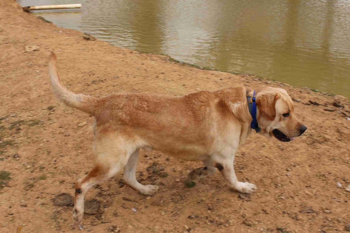 Labrador Retriever Puppies breeder image 10