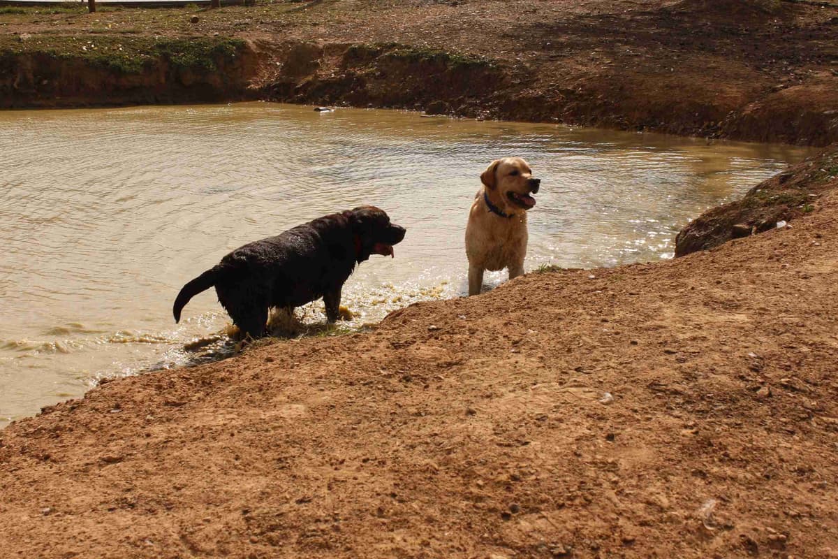 Labrador Retriever Puppies breeder image 11