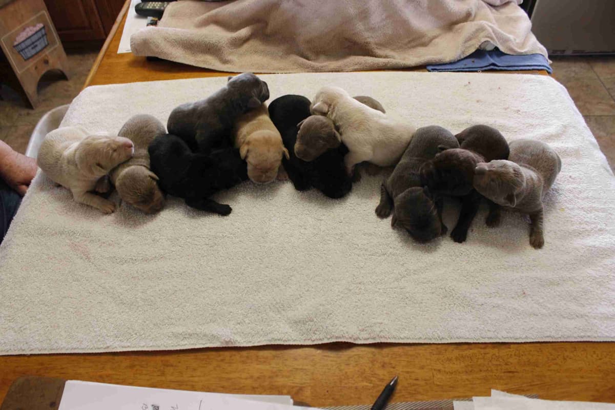 Labrador Retriever Puppies breeder image 12