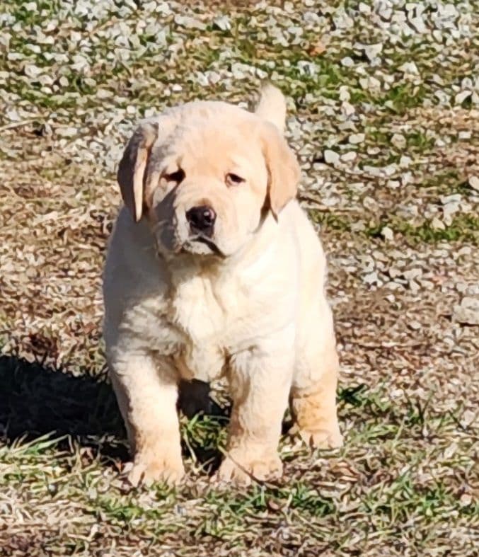 Labrador Retriever Puppies breeder image 15