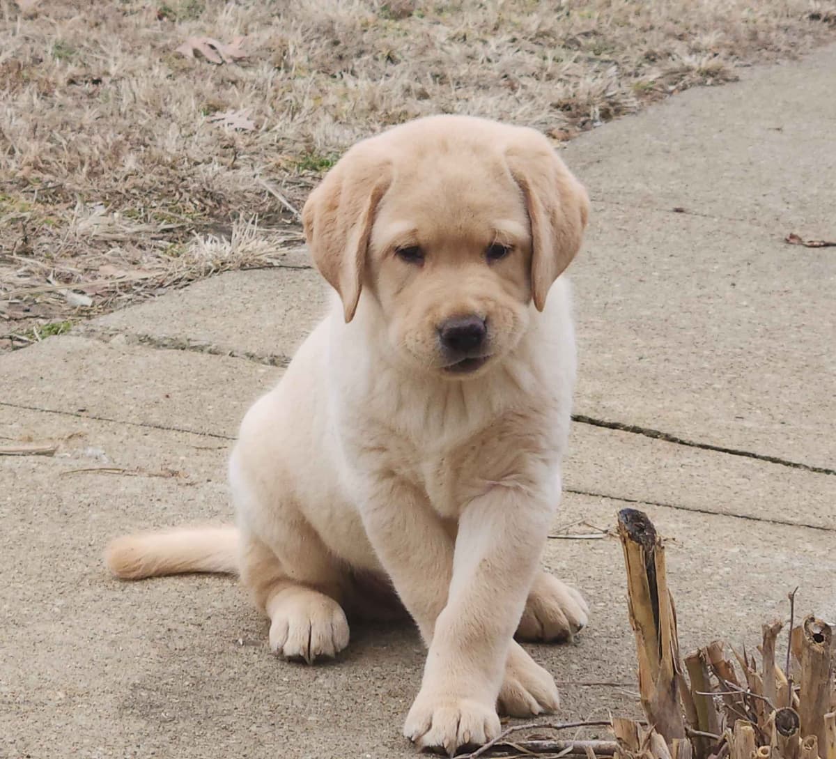 Labrador Retriever Puppies breeder image 6