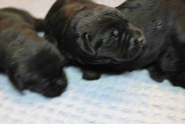 Labrador Retriever Puppies media 5