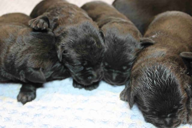 Labrador Retriever Puppies media 7