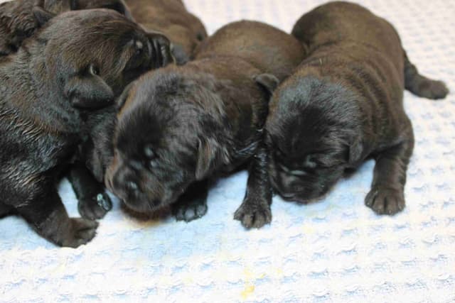 Labrador Retriever Puppies media 6