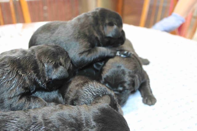 Labrador Retriever Puppies media 8