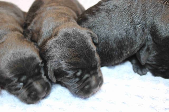 Labrador Retriever Puppies media 9