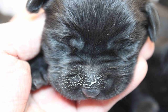 Labrador Retriever Puppies media 2