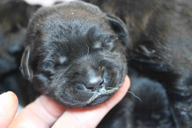 Labrador Retriever Puppies media 3