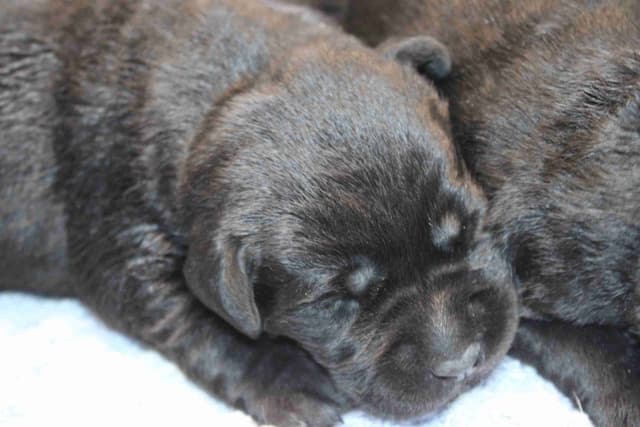 Labrador Retriever Puppies media 4