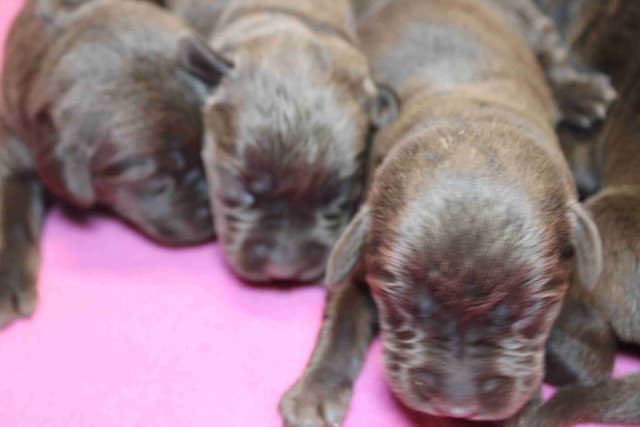 Labrador Retriever Puppies media 2