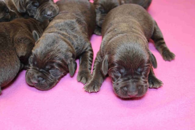 Labrador Retriever Puppies media 3