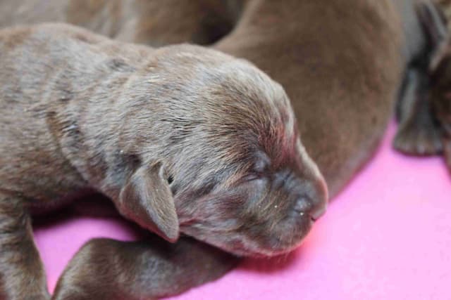 Labrador Retriever Puppies media 4