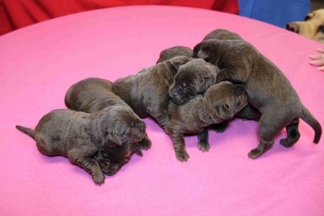 Labrador Retriever Puppies media 9