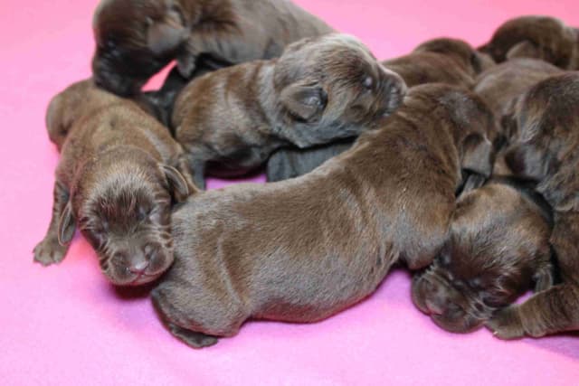 Labrador Retriever Puppies media 6