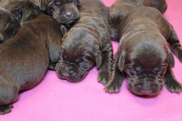 Labrador Retriever Puppies media 5