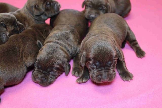 Labrador Retriever Puppies media 8