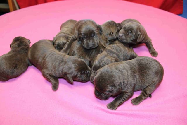 Labrador Retriever Puppies media 10
