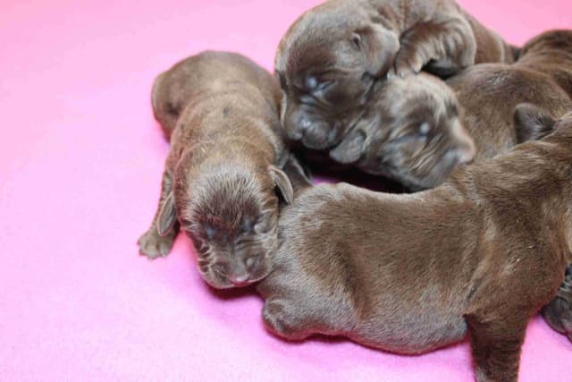 Labrador Retriever Puppies media 7