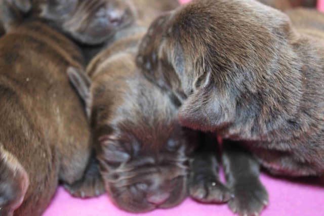 Labrador Retriever Puppies media 11