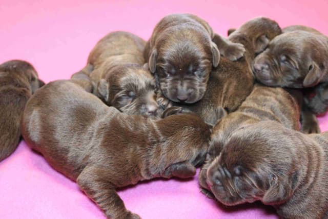 Labrador Retriever Puppies media 12