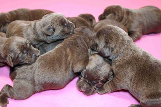 Labrador Retriever Puppies media 13