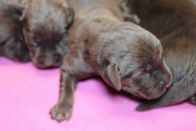 Labrador Retriever Puppies media 15