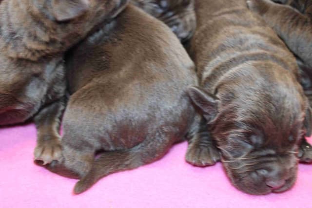 Labrador Retriever Puppies media 14