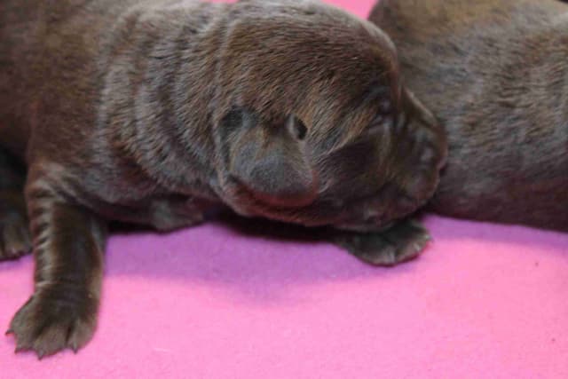 Labrador Retriever Puppies media 16