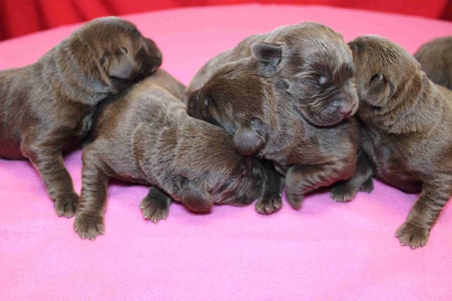 Labrador Retriever Puppies media 17