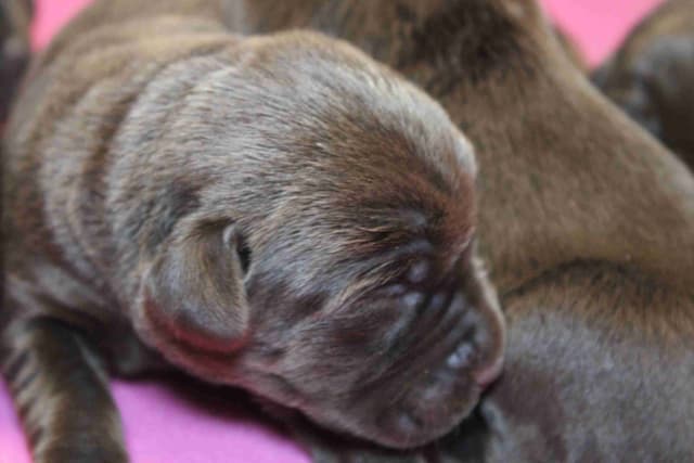 Labrador Retriever Puppies media 19