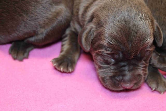 Labrador Retriever Puppies media 20