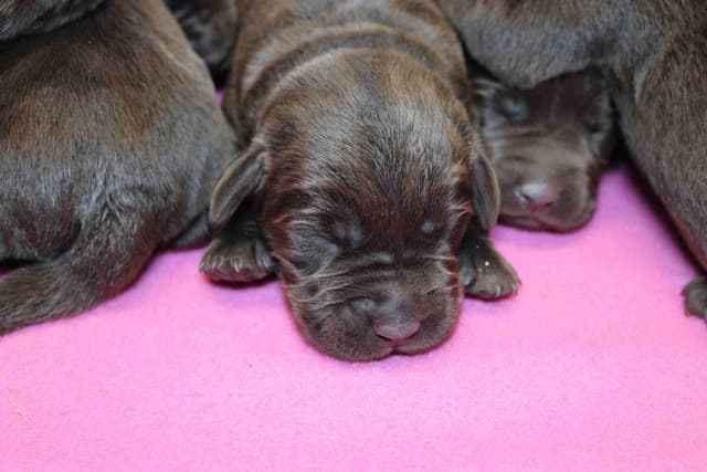 Labrador Retriever Puppies media 24