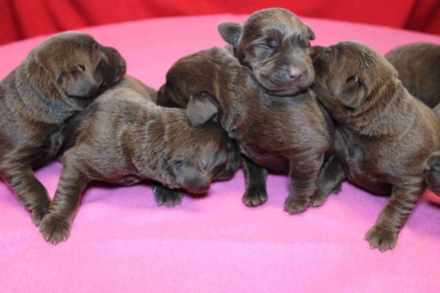 Labrador Retriever Puppies media 21