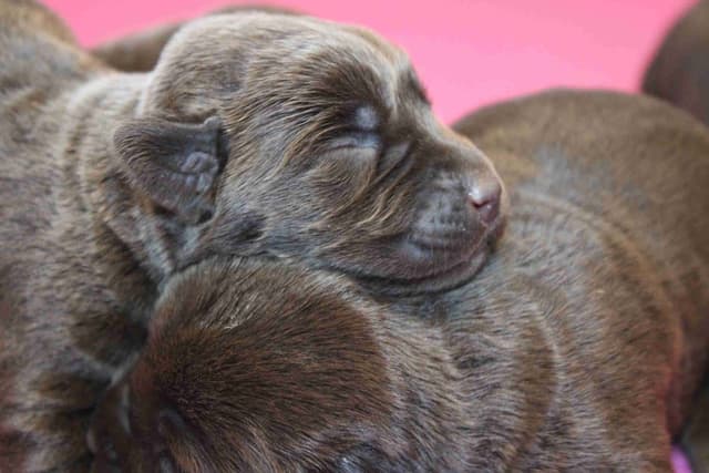 Labrador Retriever Puppies media 22