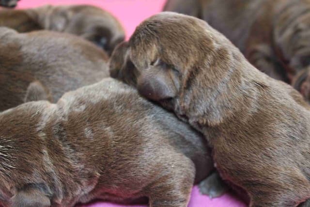 Labrador Retriever Puppies media 23