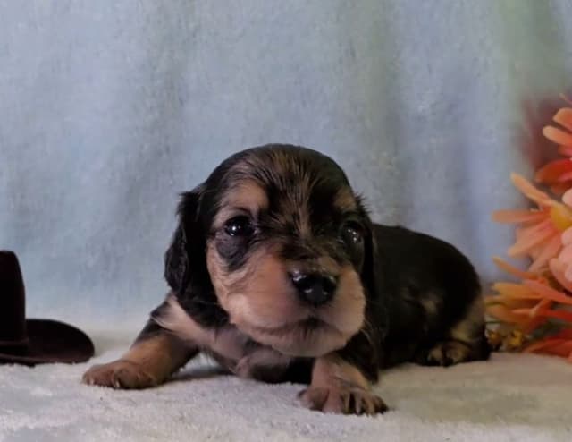 Dachshund Puppies media 2
