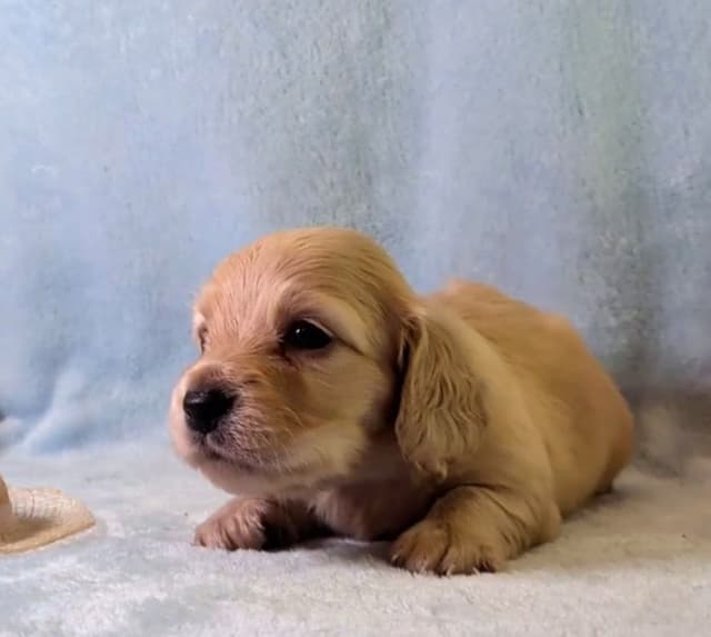 Dachshund Puppies media 3
