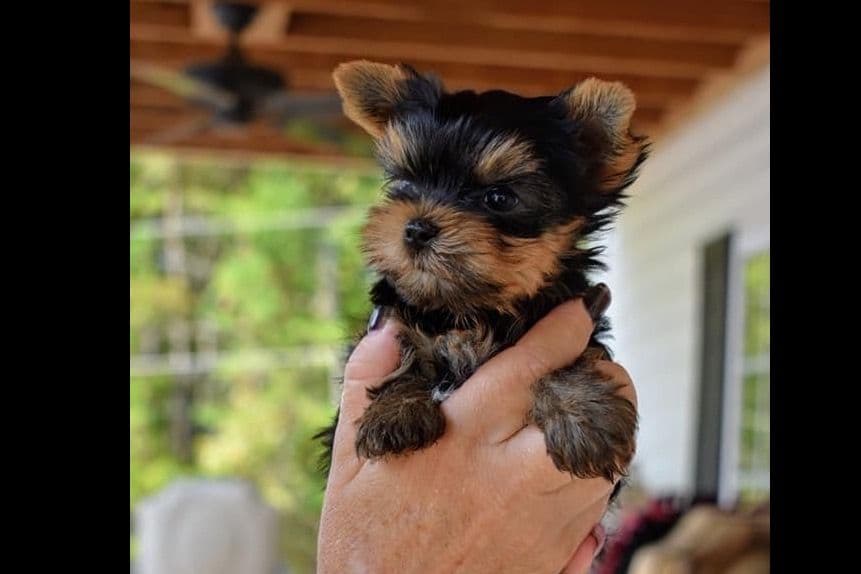 Yorkshire Terrier Puppies breeder image 1