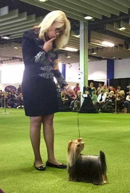 Yorkshire Terrier Puppies breeder image 3